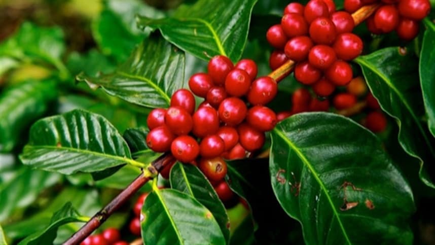 Preços do café sobem com redução nos estoques e custo de transporte