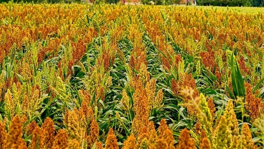 Sorgo silageiro se destaca como alternativa ao milho na pecuária