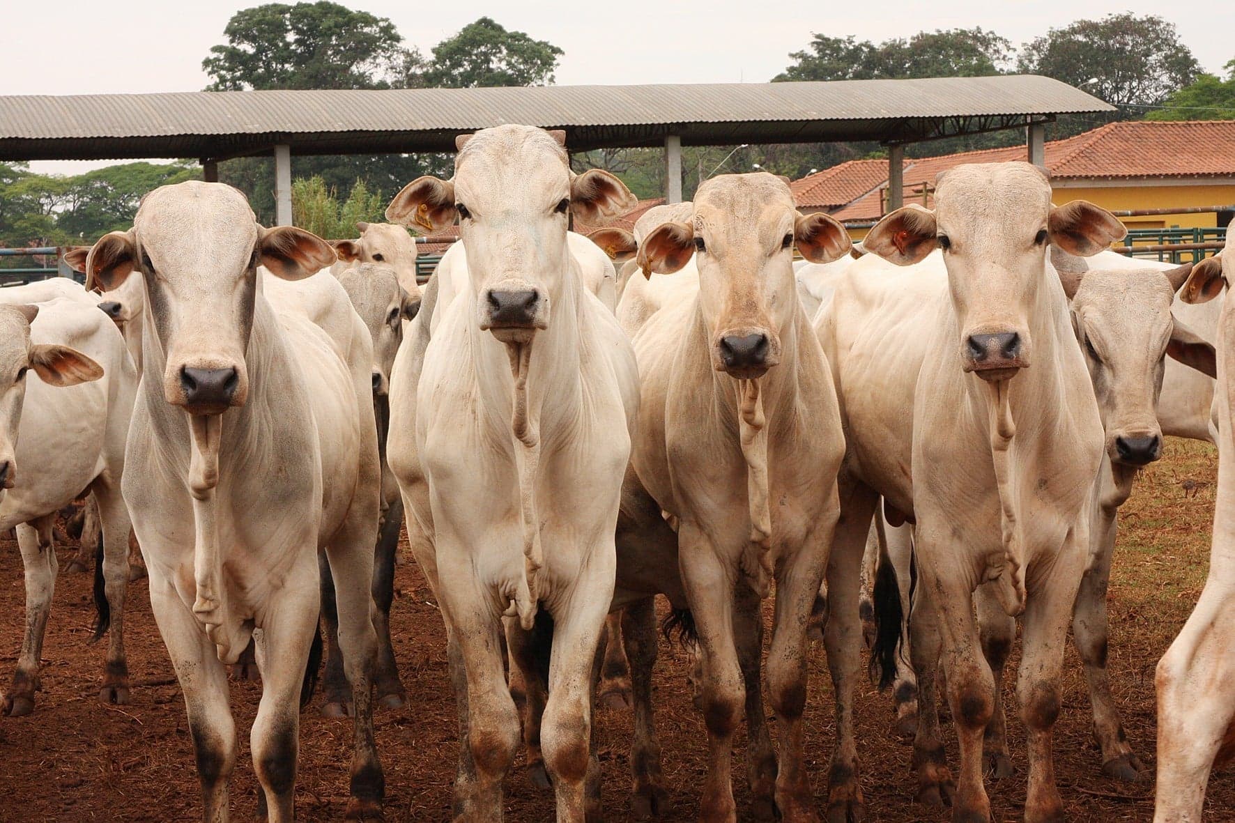 Preços do boi gordo caem em meio a mudanças no mercado de exportação