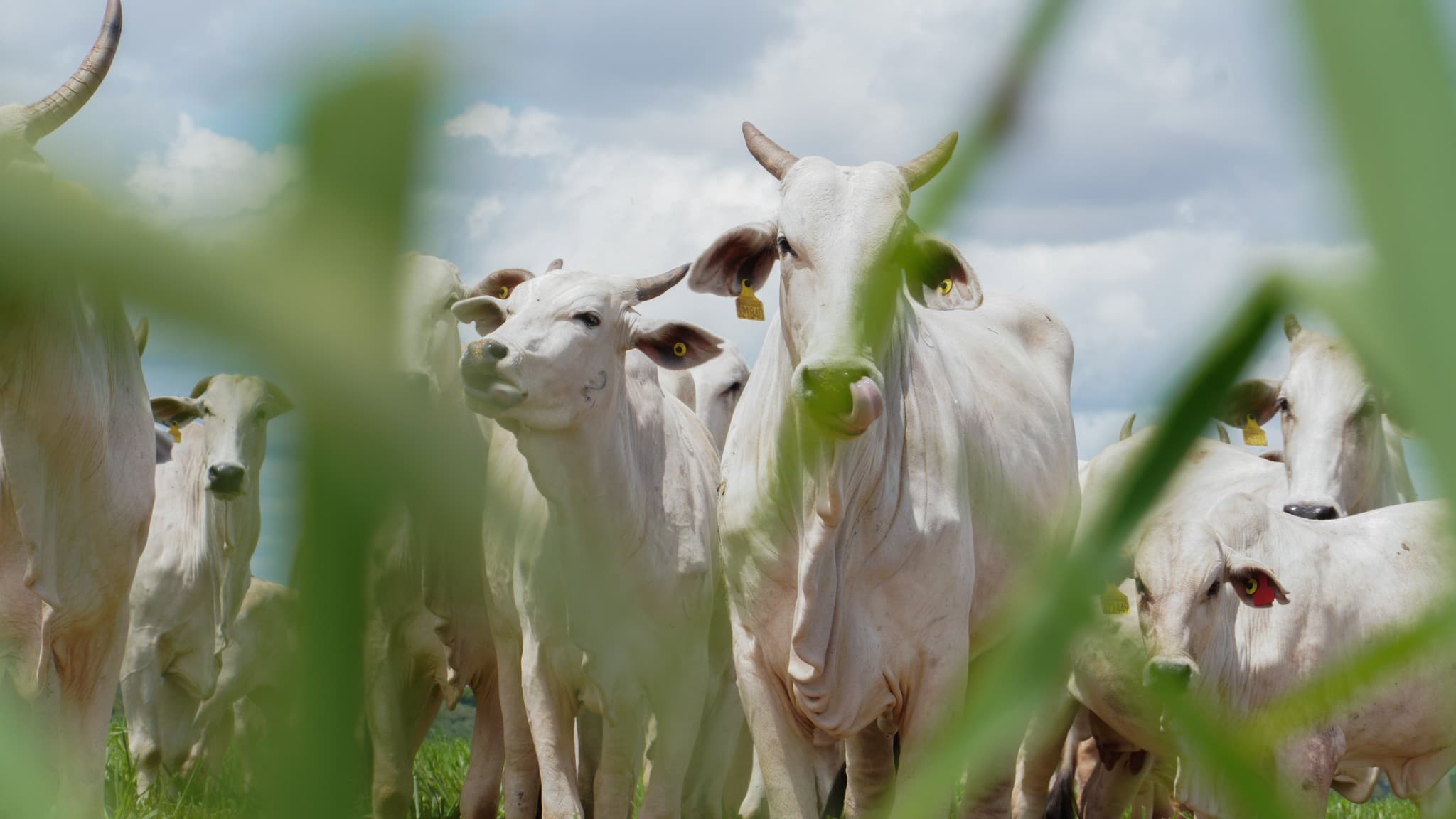 Exportação de carnes do Brasil à UE enfrenta veto e protestos do setor