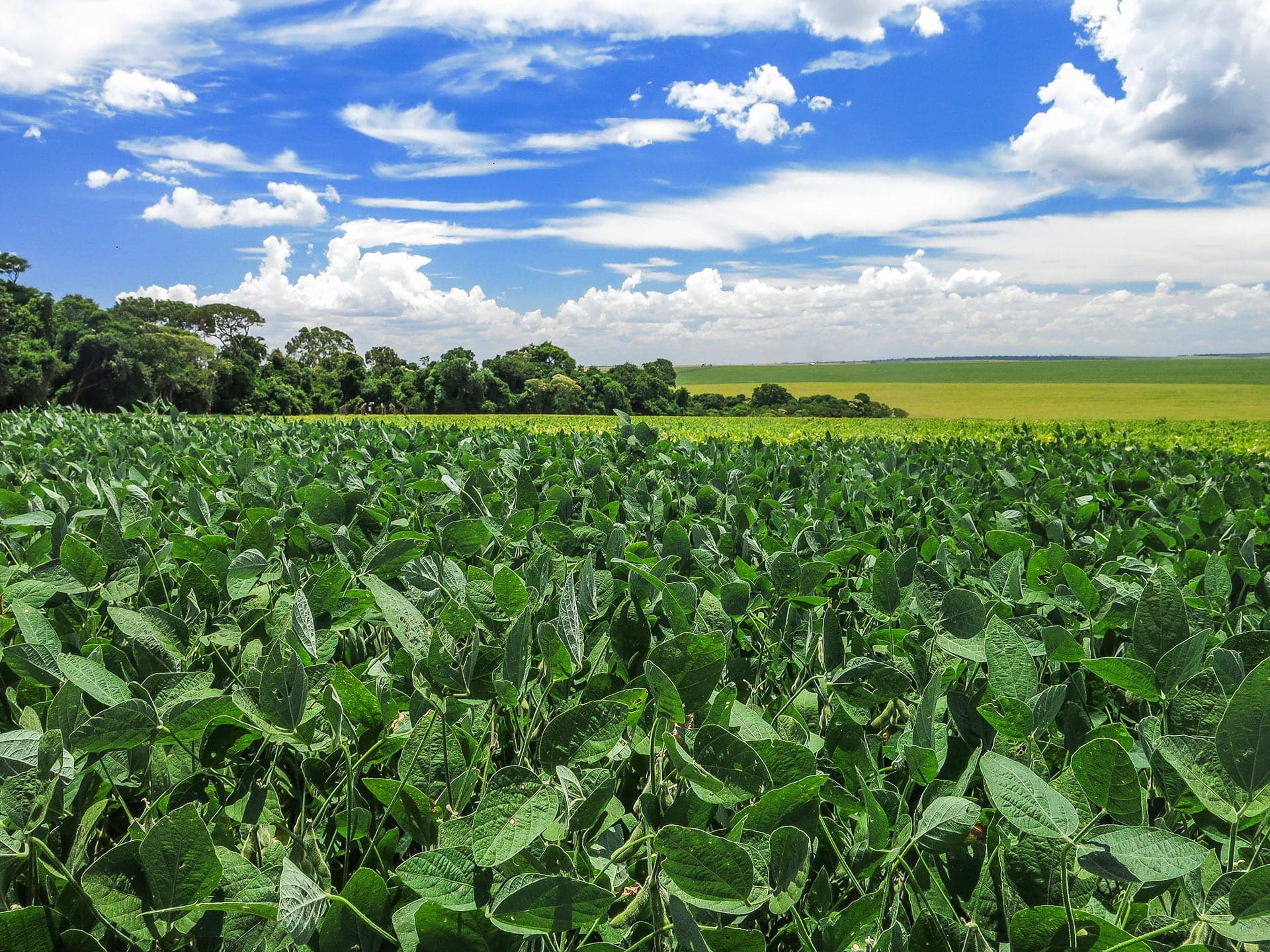 Colheita de soja na Argentina encerra com 50,1 milhões de toneladas