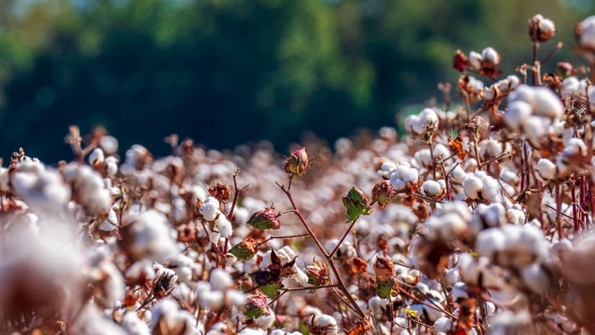 Algodão: Potencial promissor com 99% da área plantada em expansão
