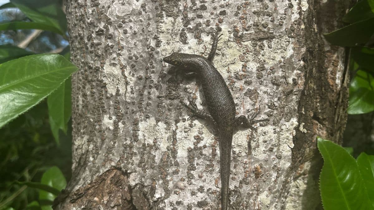 Lagarto de Noronha: espécies únicas sob ameaça ambiental