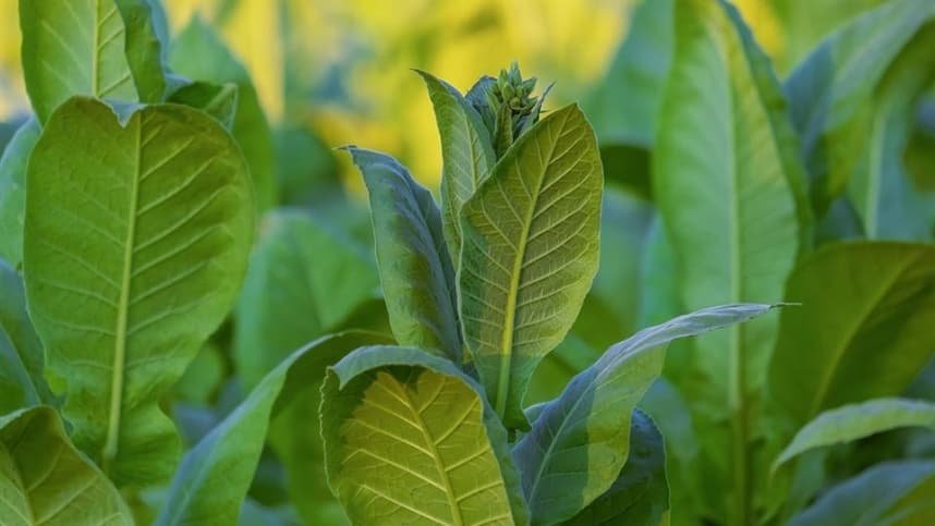 Cadeia produtiva do tabaco se une em preparação para a COP 10