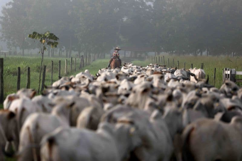 Brasil implementa rastreabilidade para exportações de produtos pecuários