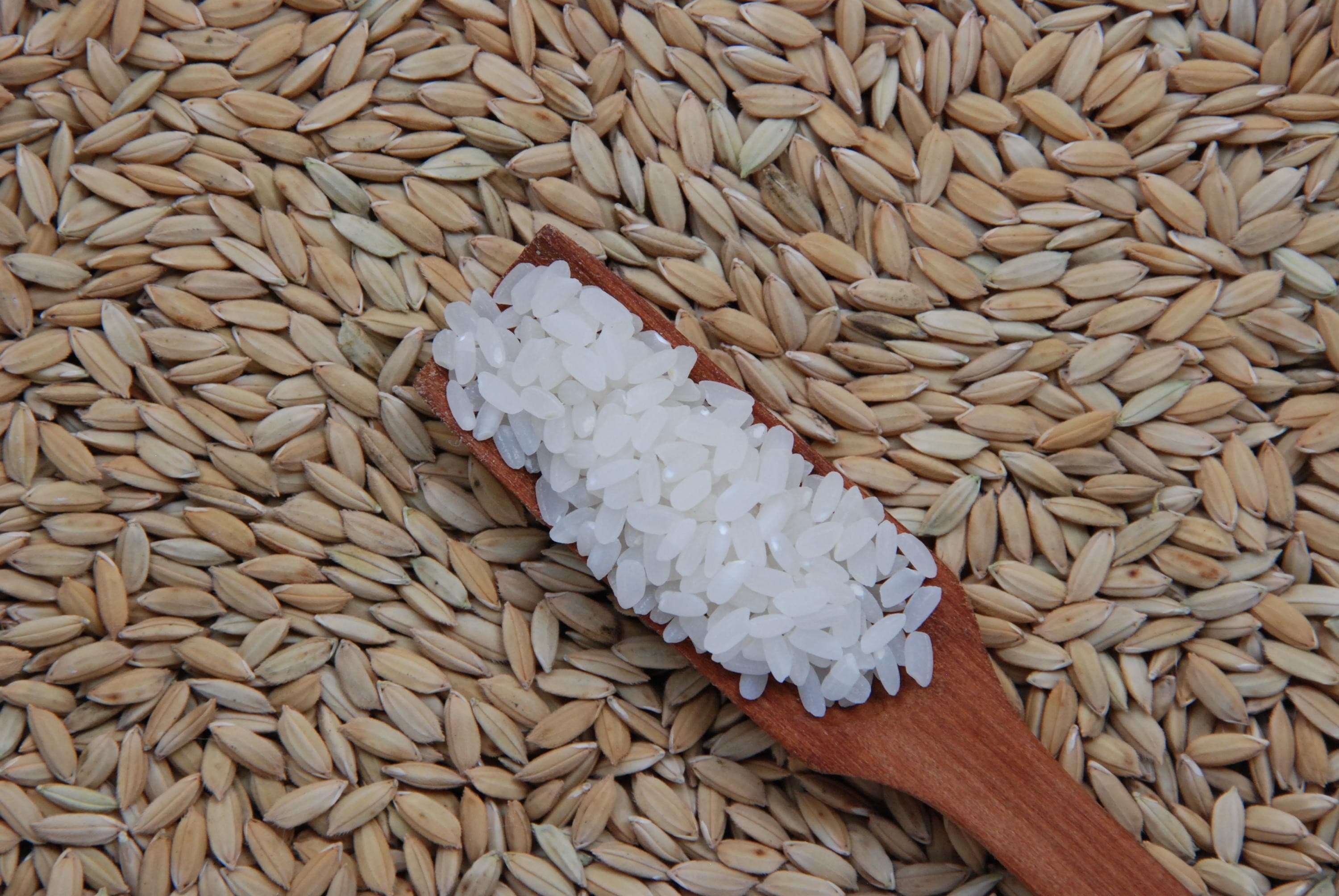 Aumento no preço do arroz em casca no Rio Grande do Sul
