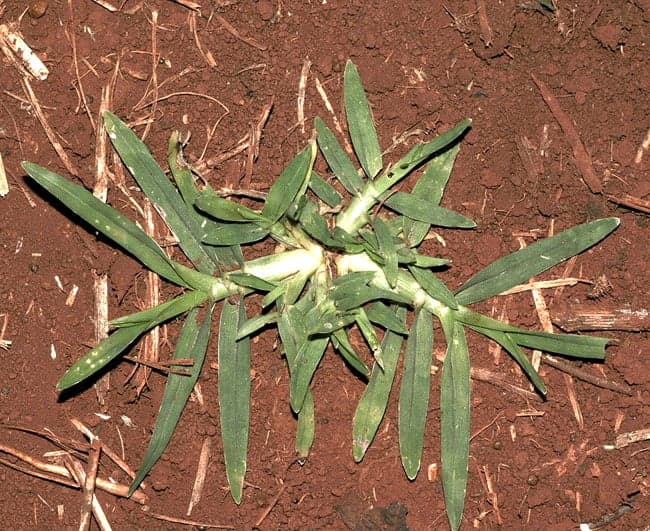 Curso online aborda manejo do capim-pé-de-galinha em lavouras de soja