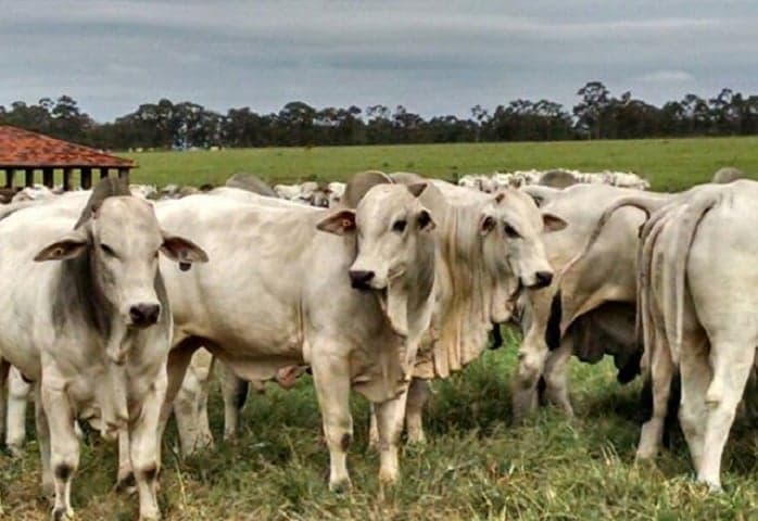 Boi gordo registra leve alta, mas negociações permanecem lentas