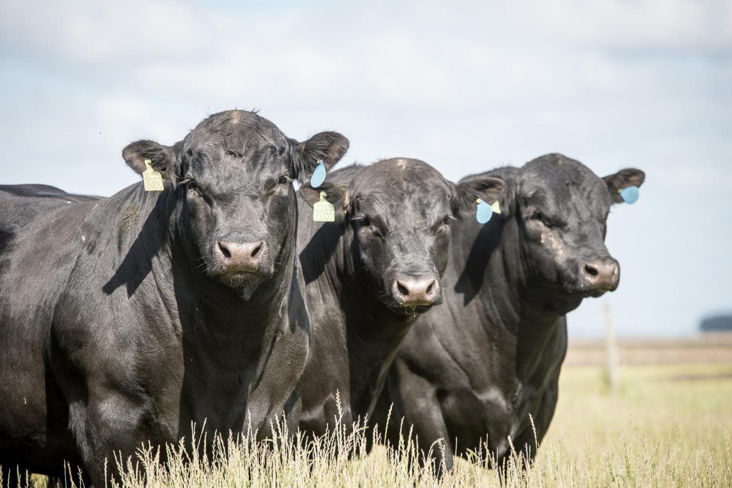 Crescimento da genética Angus em Rondônia chega a 80% em 2026