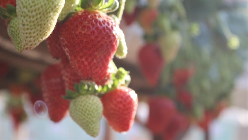 Produtores de morango no RS esperam boas colheitas apesar de desafios