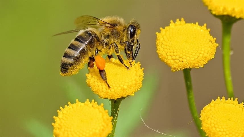 Temperaturas baixas afetam apicultura no Rio Grande do Sul