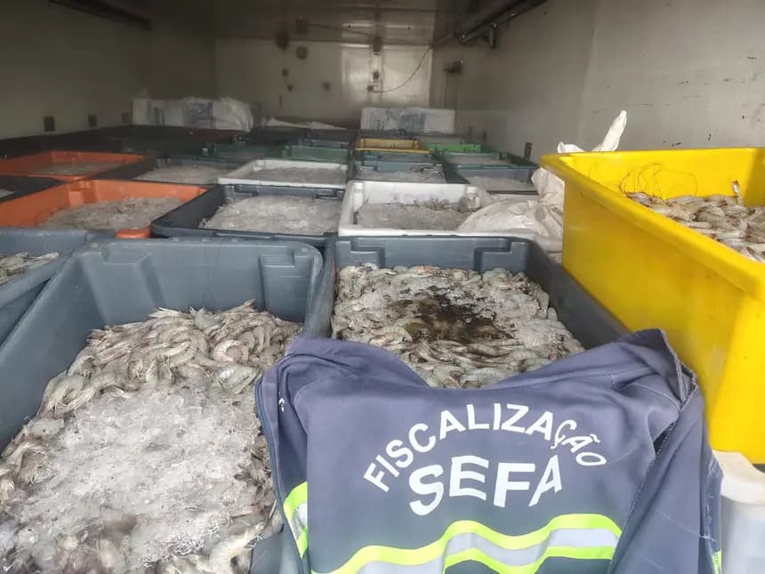 Fiscais apreendem 6 toneladas de camarão em Cachoeira do Piriá