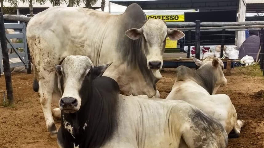 Preços de boi e vaca se distanciam em abril no mercado paulista