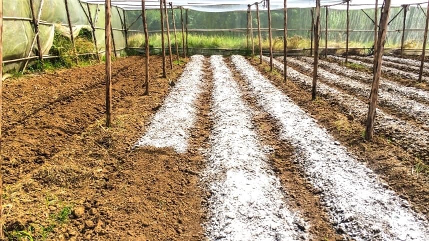 Aplicação de calcário em diferentes épocas e sistemas de cultivo: a importância da calagem