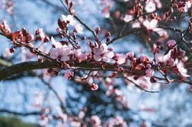 Clima: Primavera Começa com Queda de Temperatura e Chuvas no Centro-Sul
