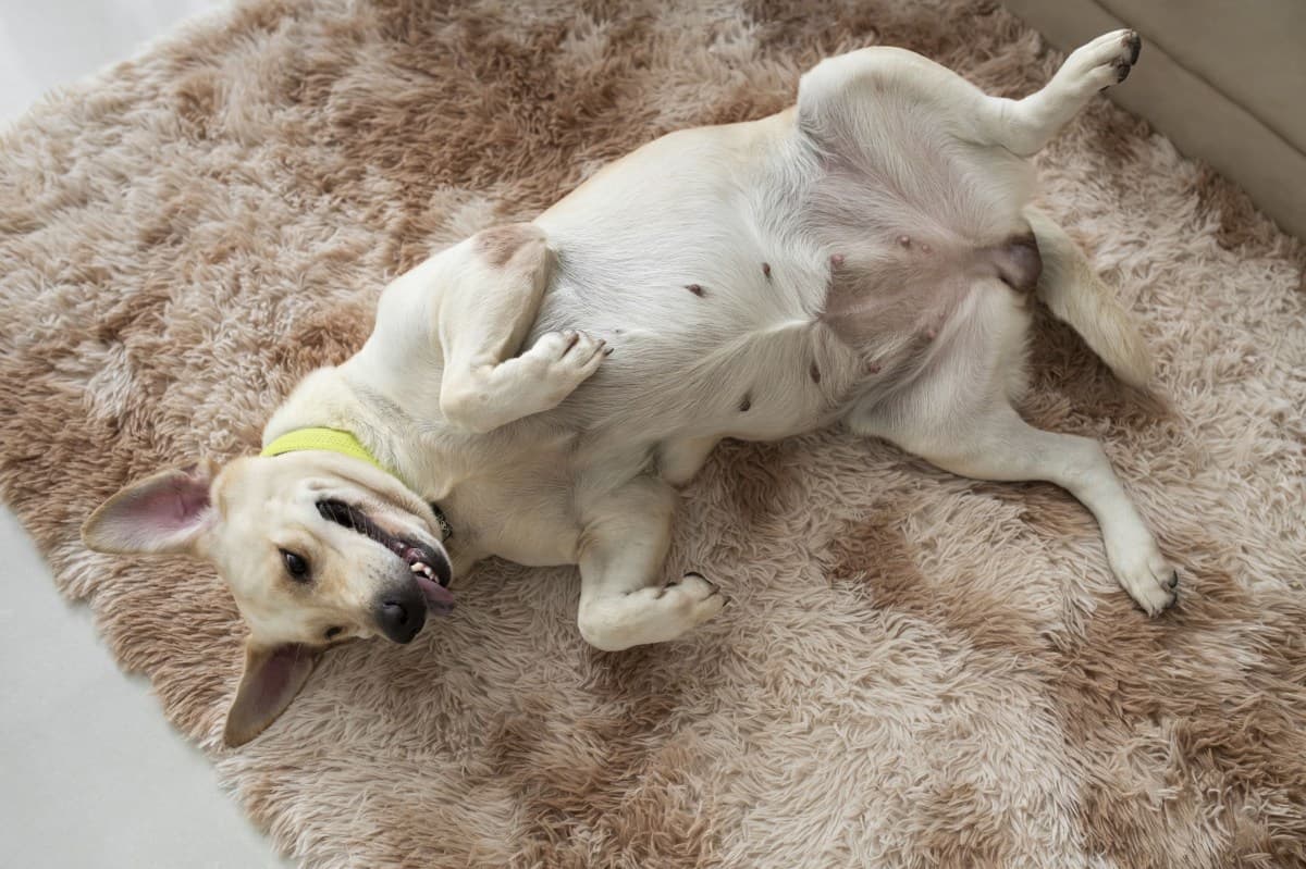 Comportamento de cães: tremedeira pode indicar desconforto ao ser acariciado