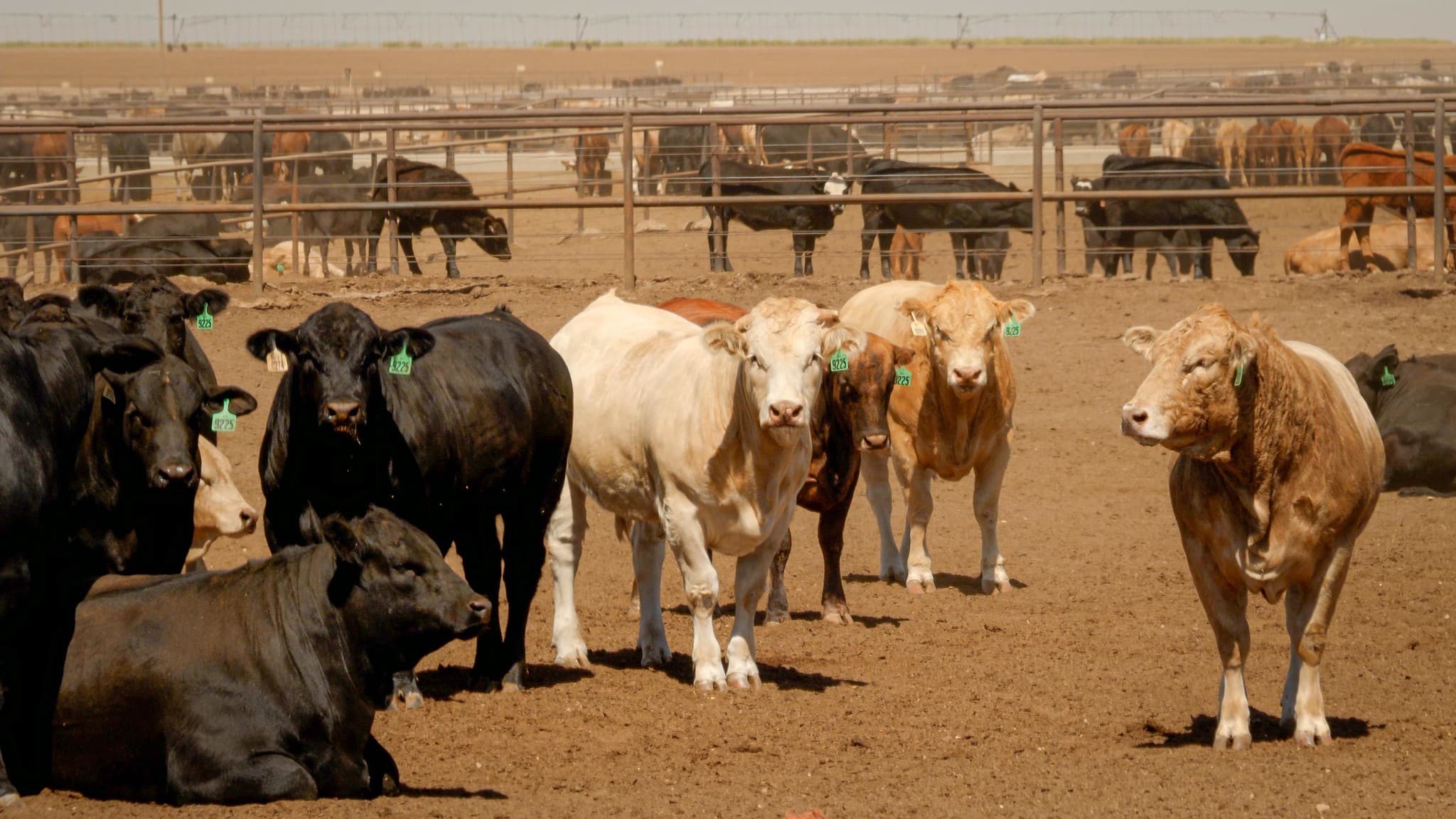EUA planejam reduzir tarifas sobre carne bovina importada