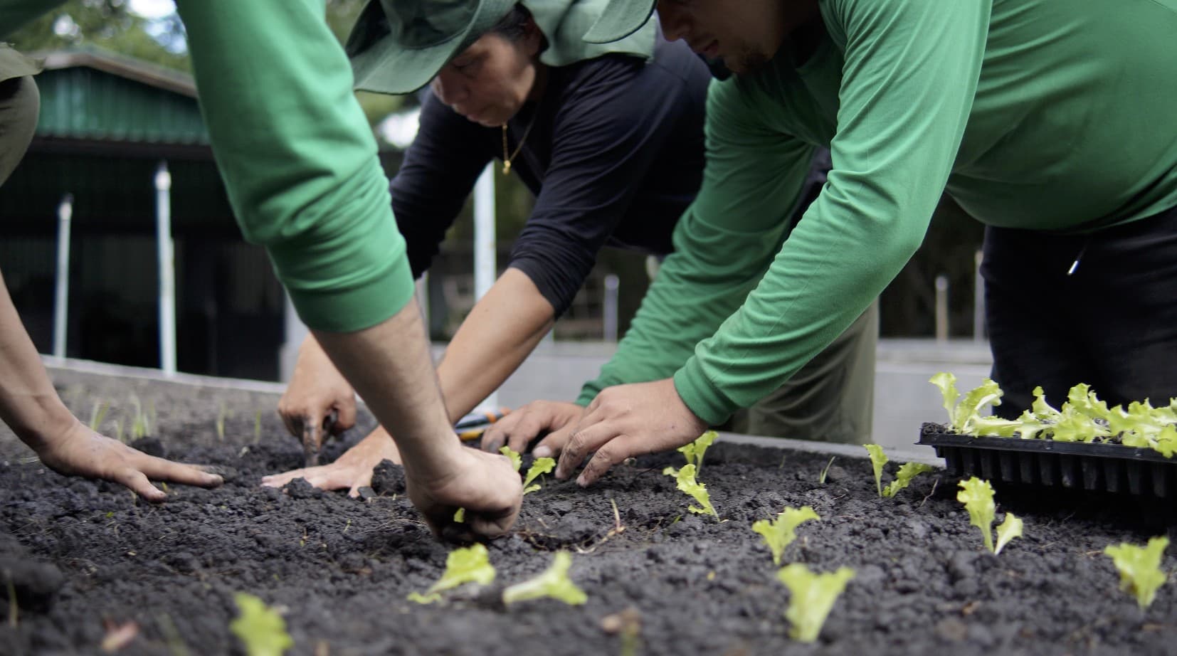 Parque Villa-Lobos ganha espaços para cultivo de hortaliças