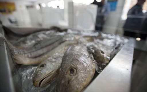 Conama aprova regras para licenciamento de aquicultura