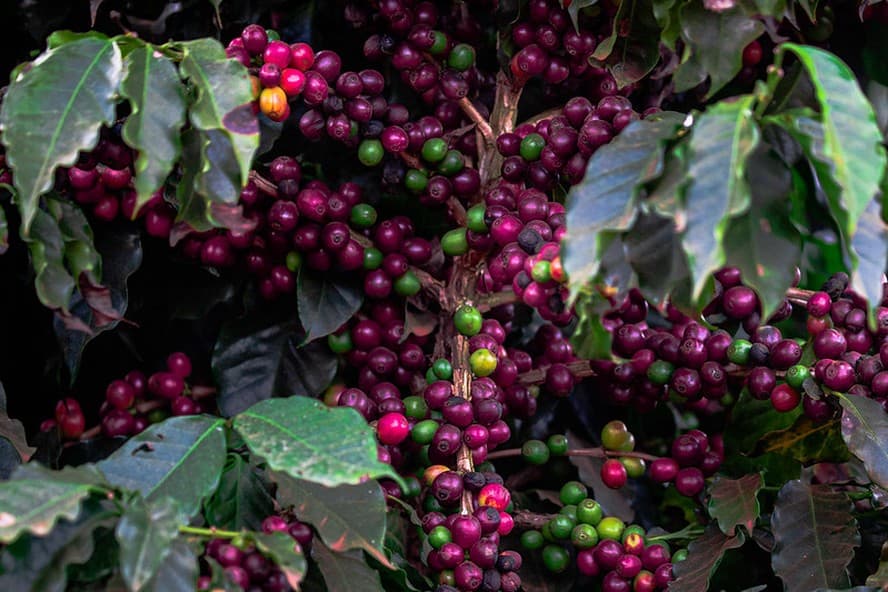 Preço do café tem queda significativa no início de maio, anulando parte dos ganhos de abril.