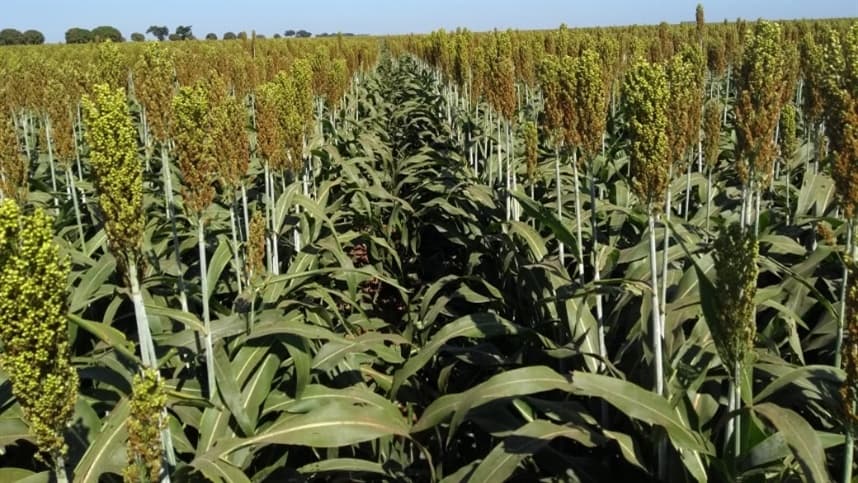 Sorgo se expande no Brasil com alta resistência à seca