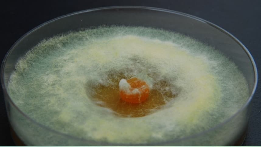 Bacillus na Agricultura: resistência e importância das cepas