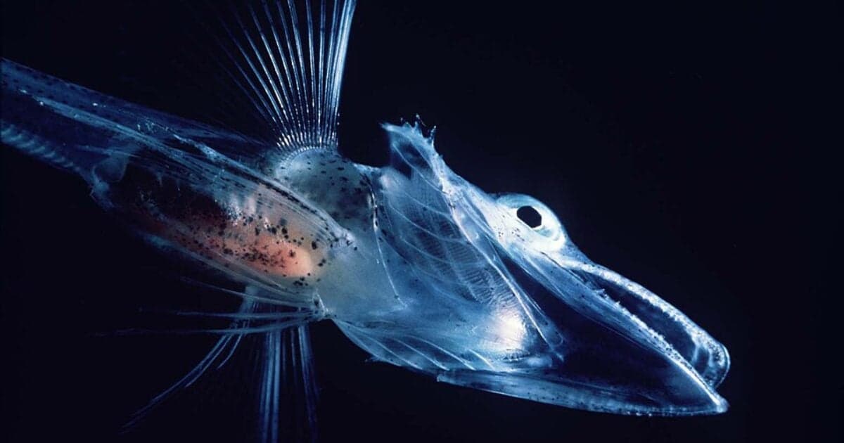 Peixes nototeníoides revelam segredos da evolução na Antártica