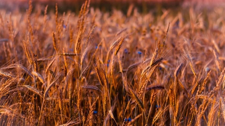 Desenvolvimento de trigo no Rio Grande do Sul é afetado por clima