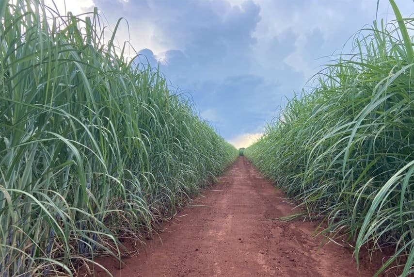 El Niño pode elevar preços do etanol globalmente