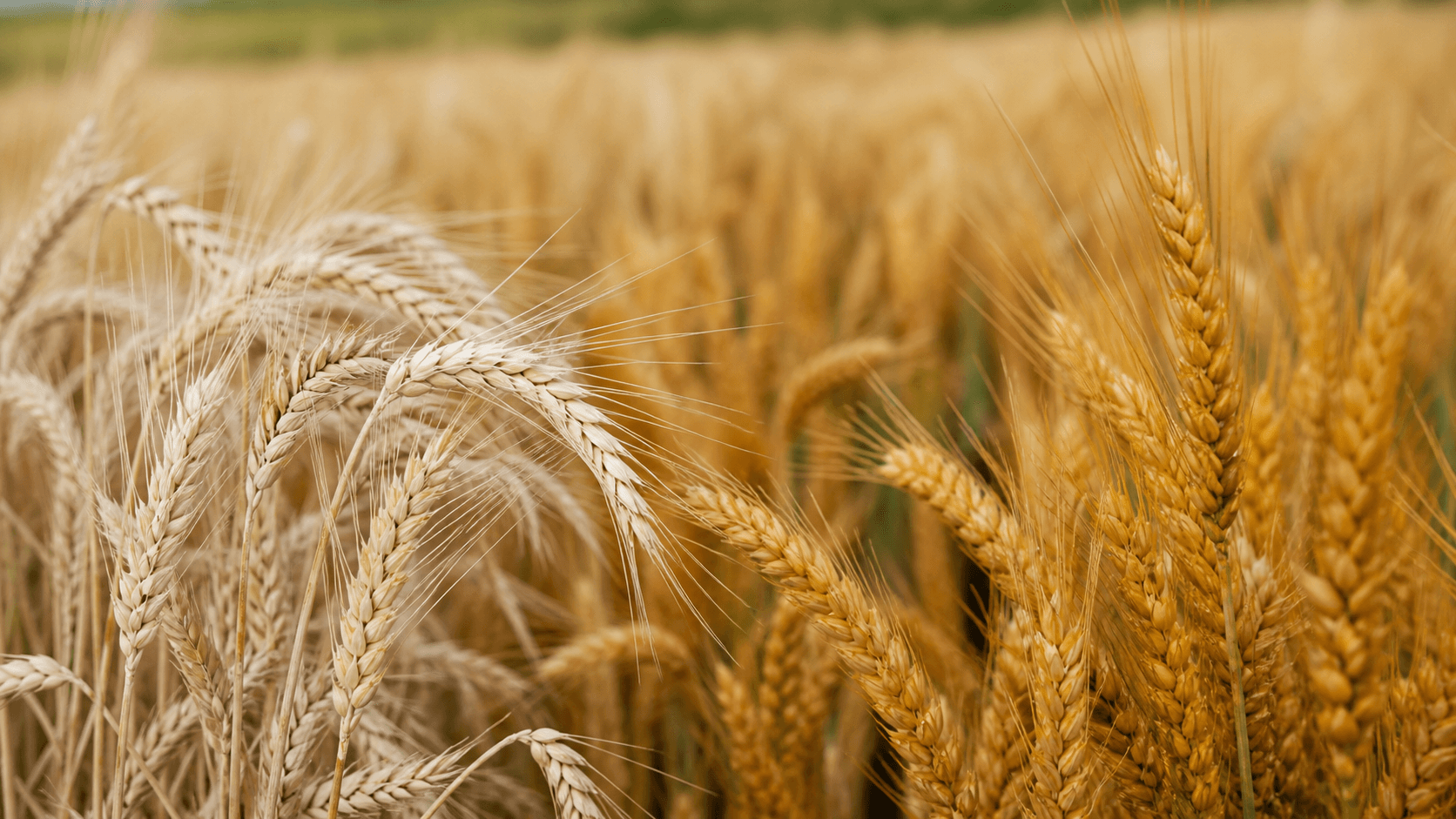 Cultivares de trigo são avaliados quanto à resistência à brusone