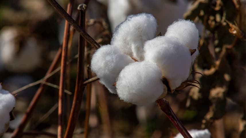 Cotação do algodão em pluma cresce 3,31% e alcança maior valor de 2026