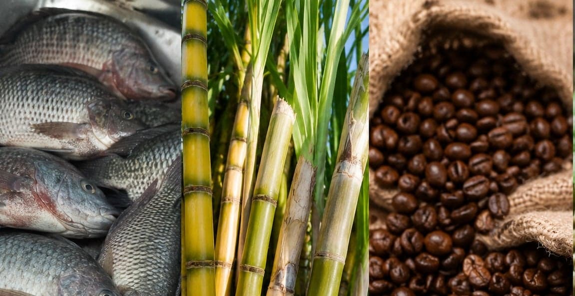 Agronegócio defende diálogo após EUA proporem tarifas a produtos brasileiros