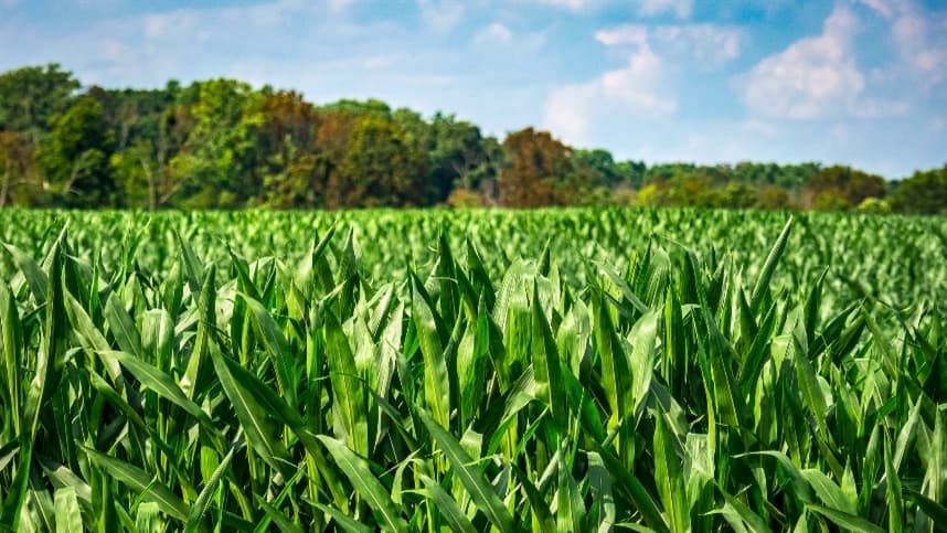 Crescimento do Mercado de Controle Biológico para Lagartas no Brasil: A Revolução Verde nas Lavouras de Milho