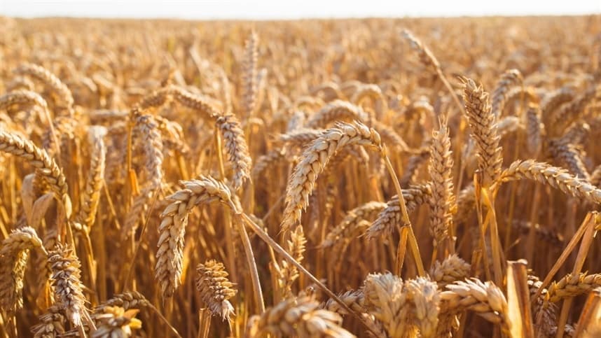 Semeadura de trigo no Rio Grande do Sul atinge 93% da área planejada
