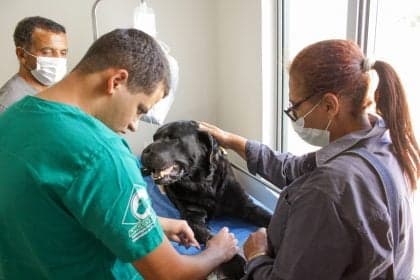 Senado aprova criminalização do exercício ilegal de medicina veterinária