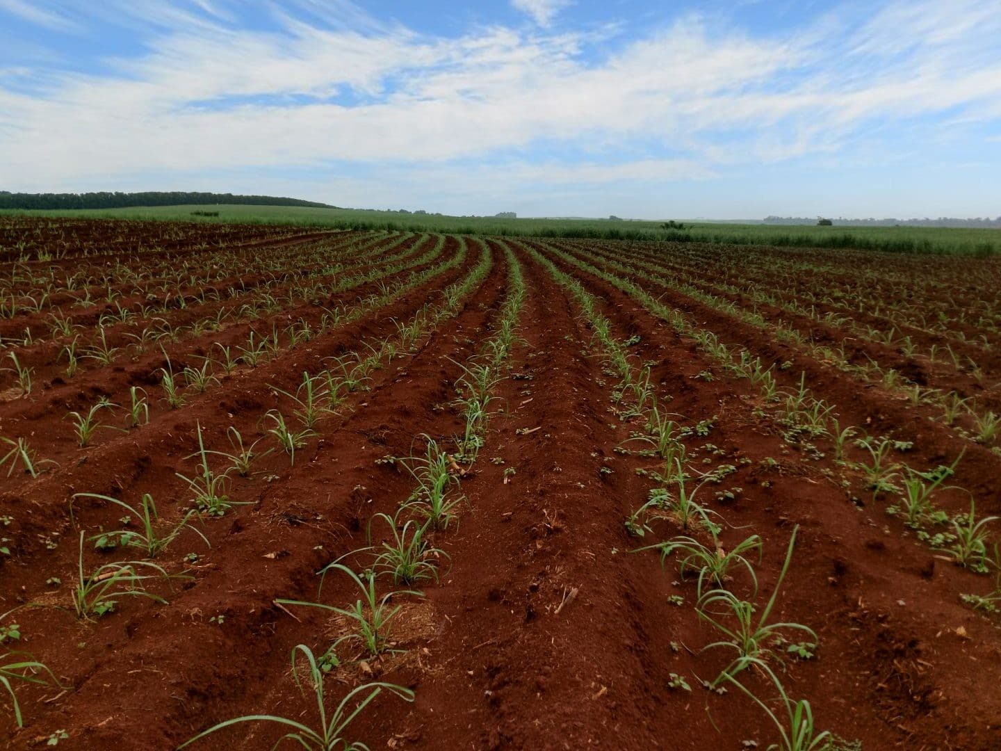 CTNBio aprova cana-de-açúcar resistente a pragas e herbicidas