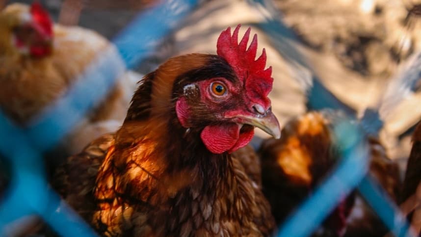 Portaria prorroga proibição de eventos com aves em Santa Catarina