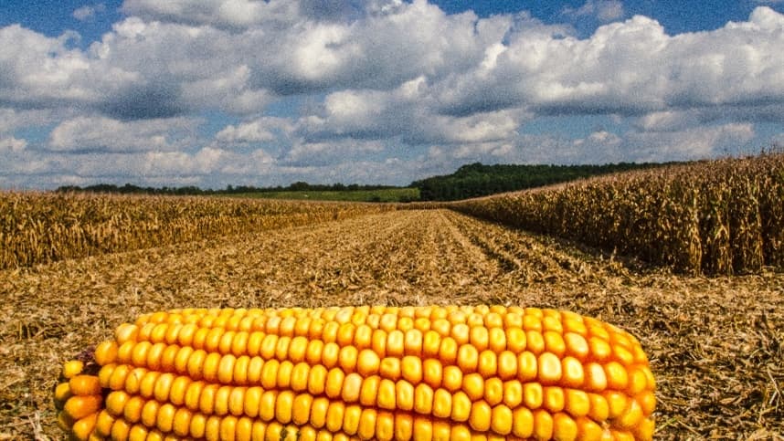 A presença de milho na B3 e a importância da análise climática
