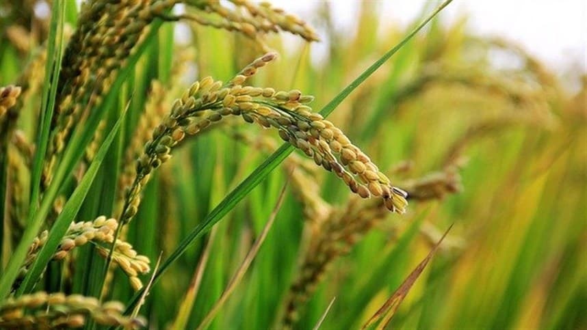 Uso de microrganismos aumenta produtividade do arroz irrigado
