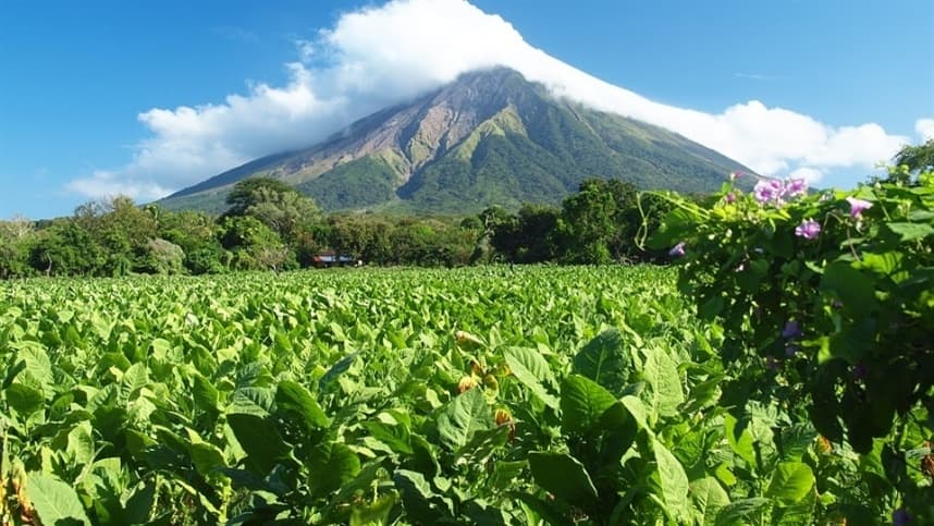 Desvendando os mitos e fatos sobre o cultivo de tabaco e sua relação com a preservação ambiental