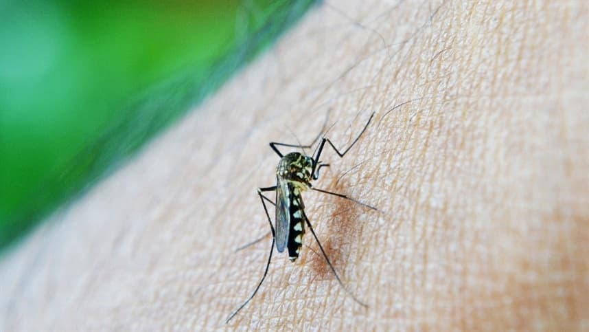 Impacto das mudanças climáticas na disseminação da dengue no Brasil