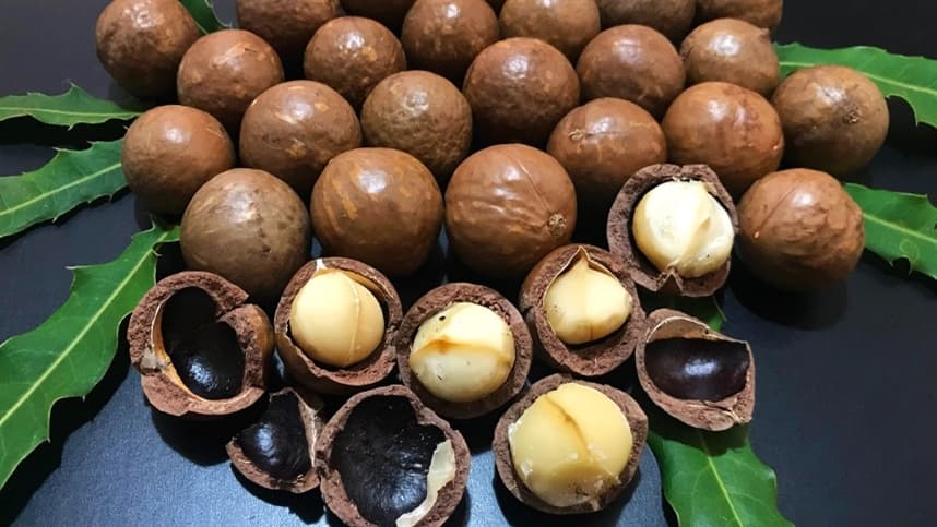 Estudo revela bactérias nativas para controlar doenças na macadâmia