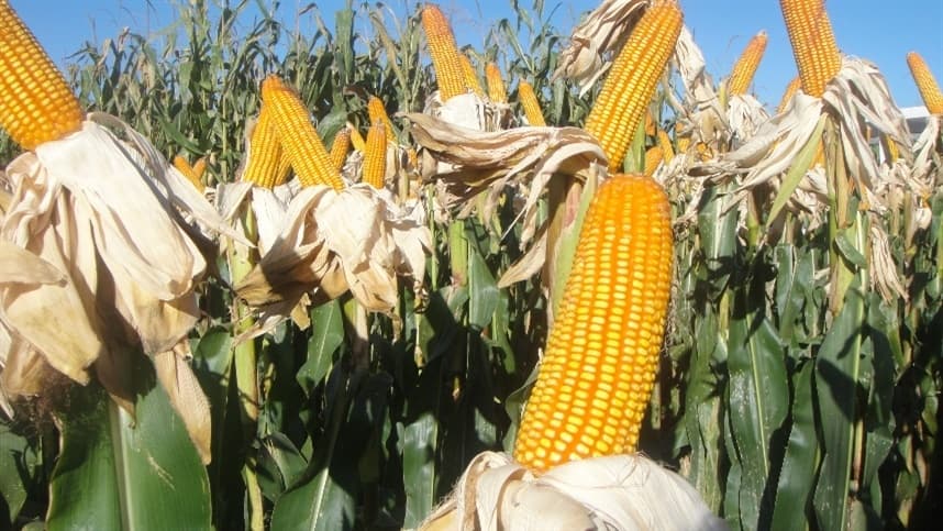 Custo de insumos agrícolas: Brasil revela vantagens em relação aos EUA