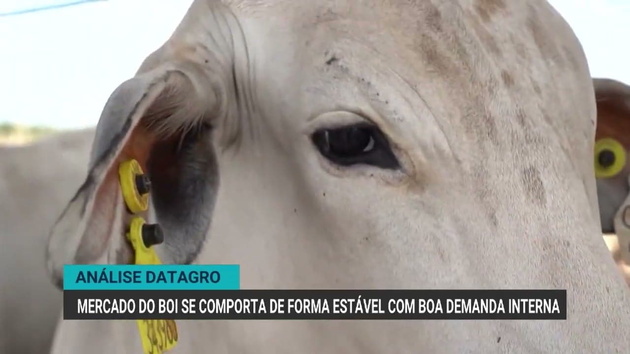 Mercado do boi gordo se estabiliza em R$ 348 por arroba