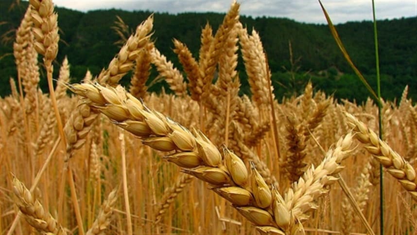 Mercado de trigo no Sul enfrenta lentidão e preços variados