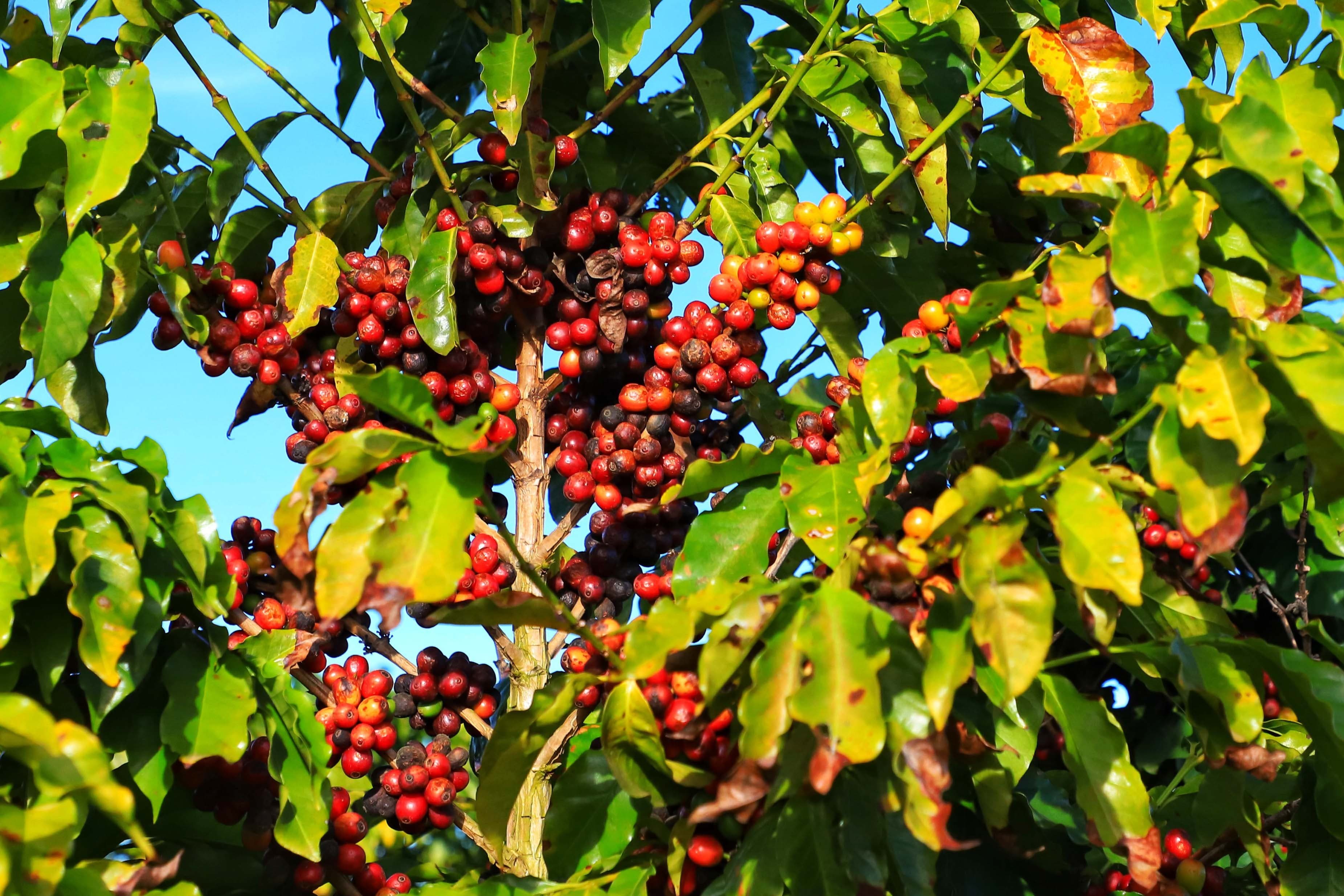 Cafés Arábica e Robusta Apresentam Tendências Opostas em Março