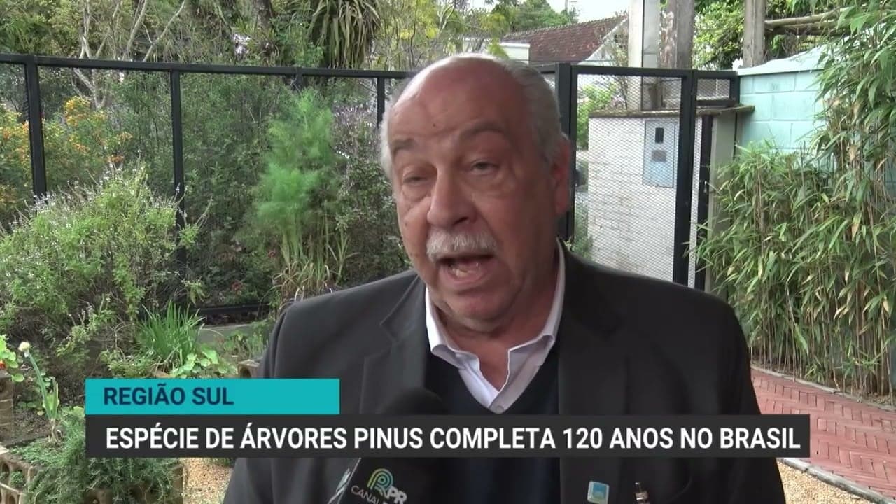Pinus completa 120 anos no Brasil, mas enfrenta desafios de taxação dos EUA