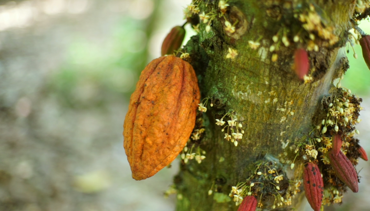 Projeto de agroflorestas de cacau receberá US$ 31 milhões no Brasil
