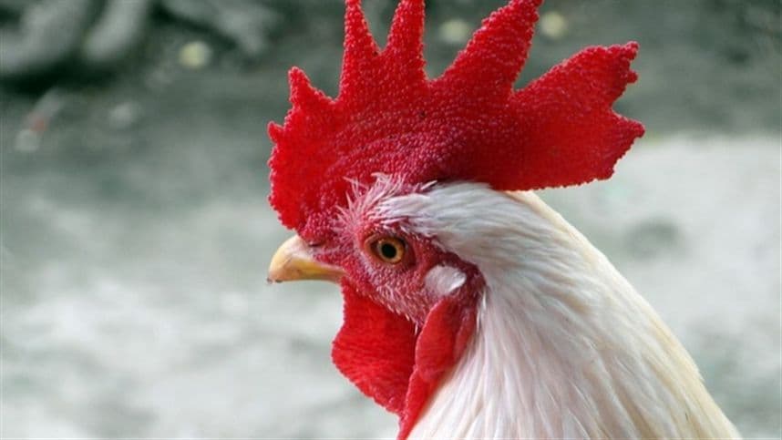 Preço do frango vivo no Paraná alcança R$ 4,53/kg, registrando queda.