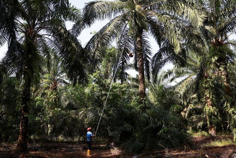Indonésia prevê queda na produção de óleo de palma em 2026